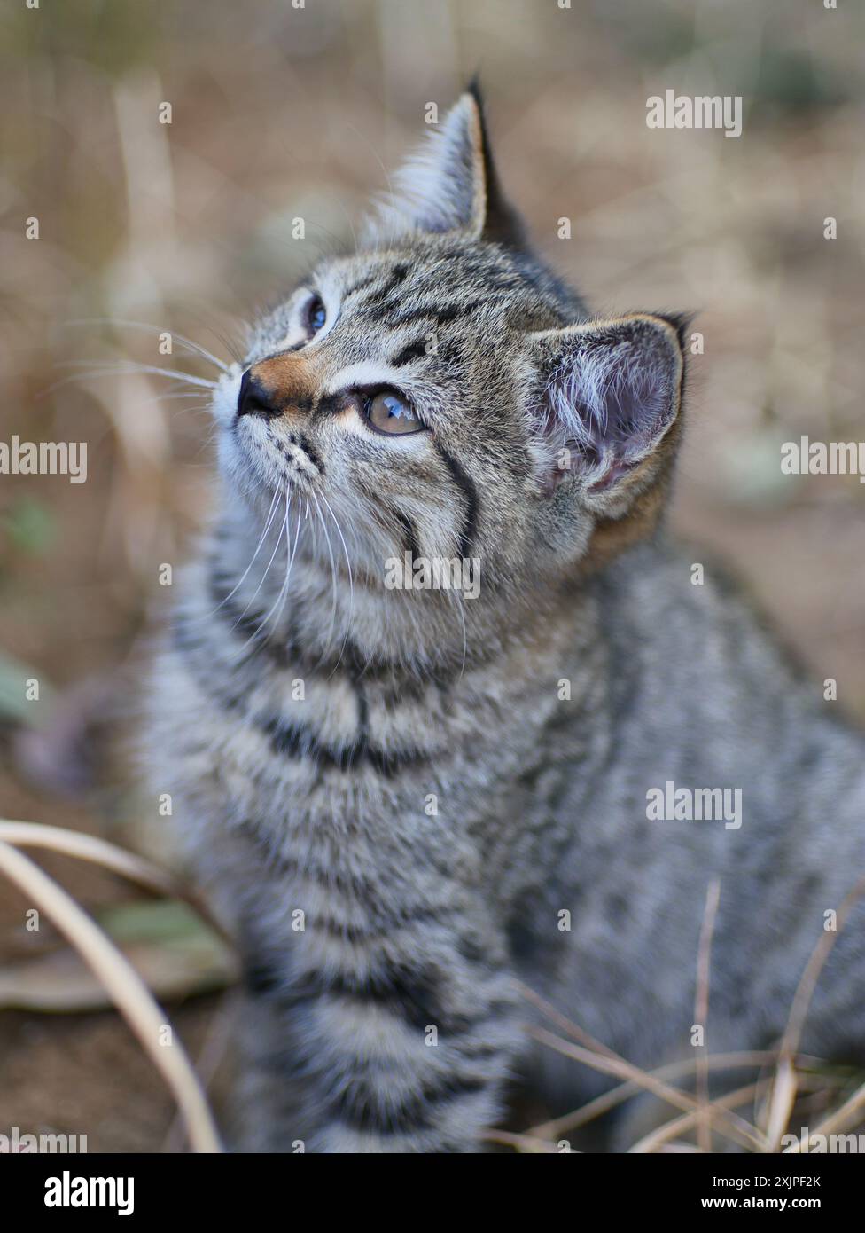 facial expression of a cat with striped fur with a blurry background ...
