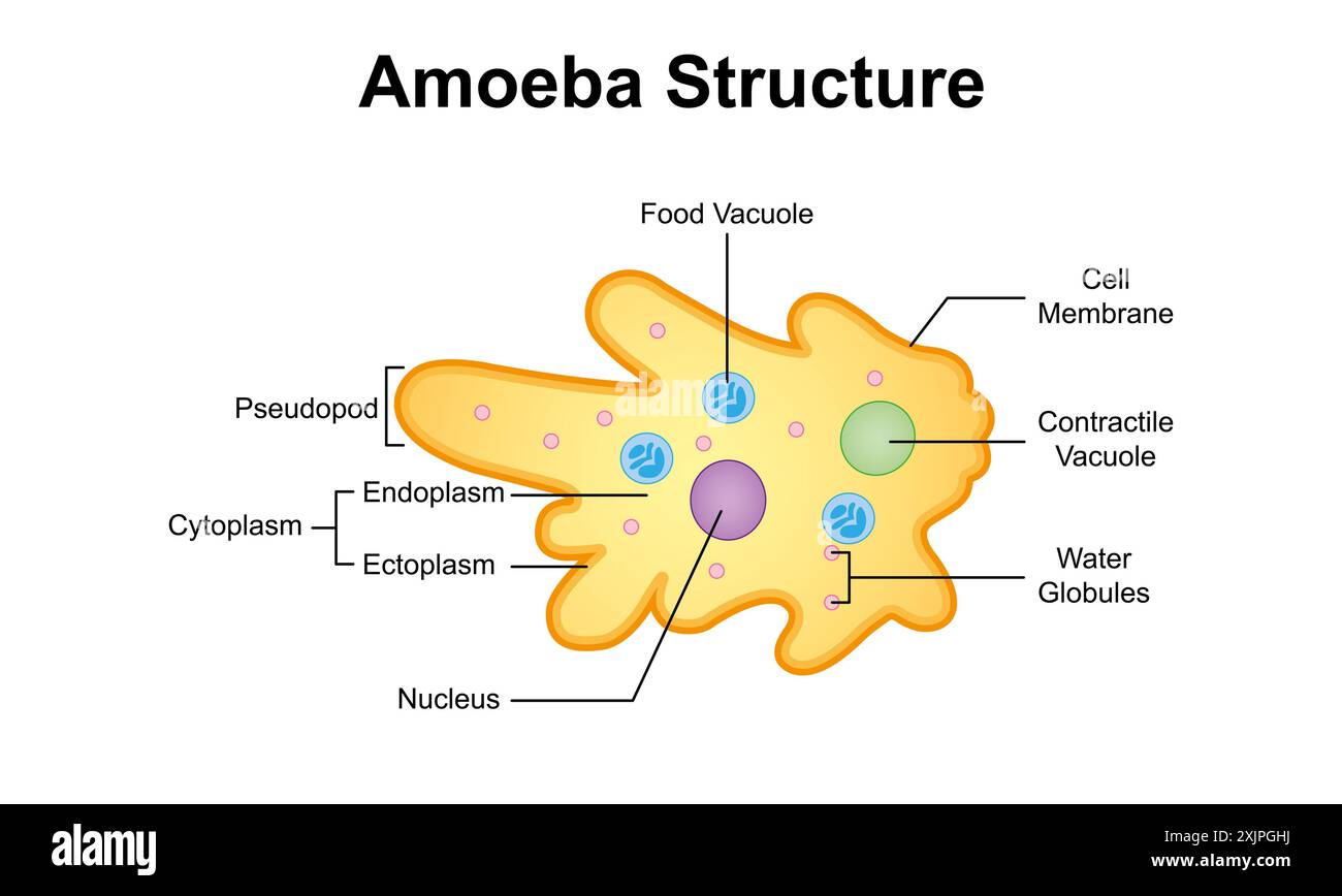 Structure of amoeba hi res stock photography and images Alamy