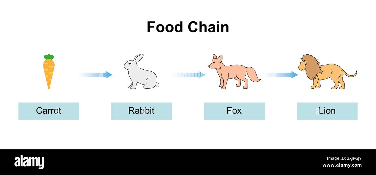 プロモ　foil　食物連鎖/Food Chain Food Chain & Food Web - Tropical Rainforest