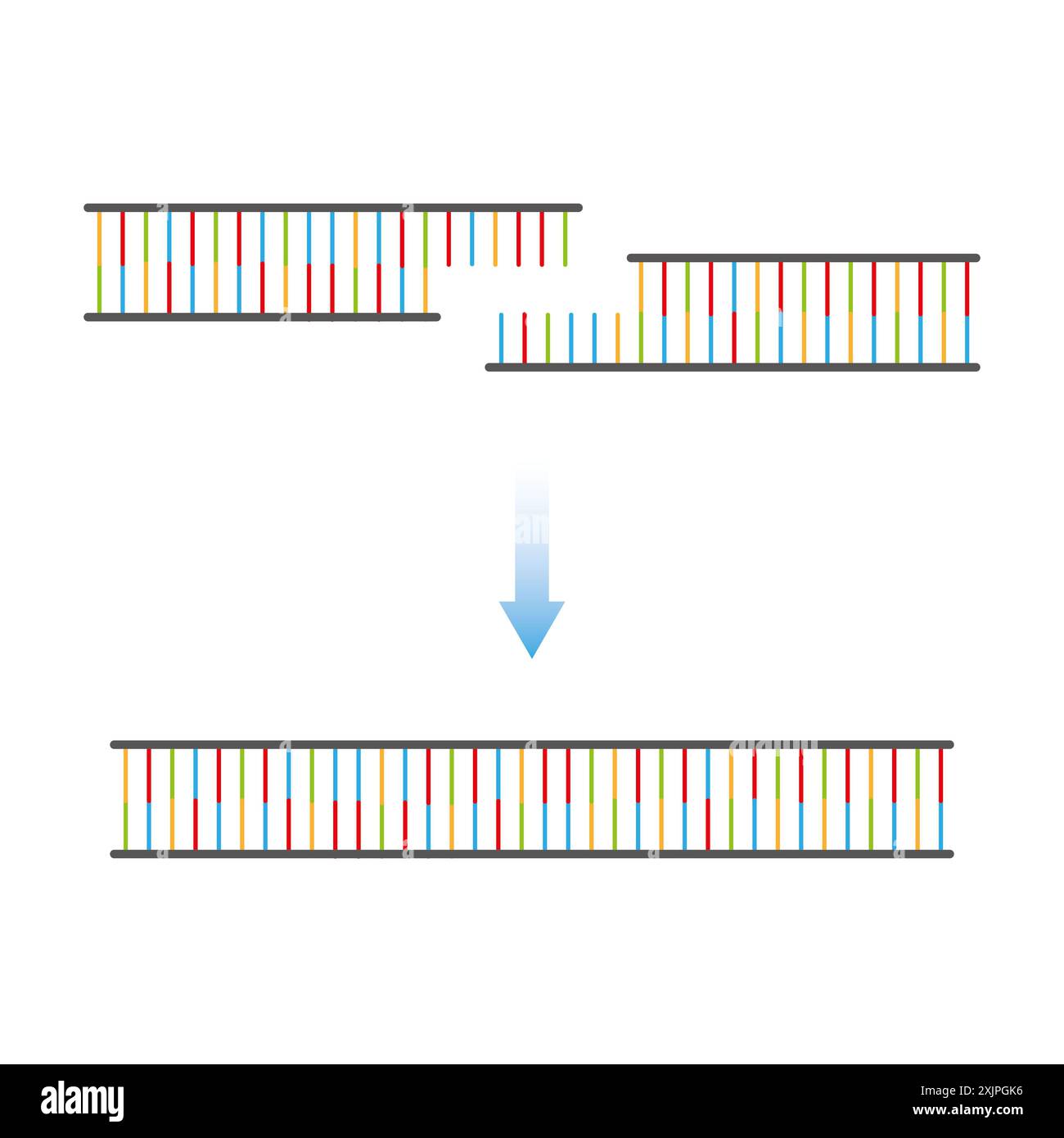 DNA (deoxyribonucleic acid) ligase enzyme function, illustration Stock