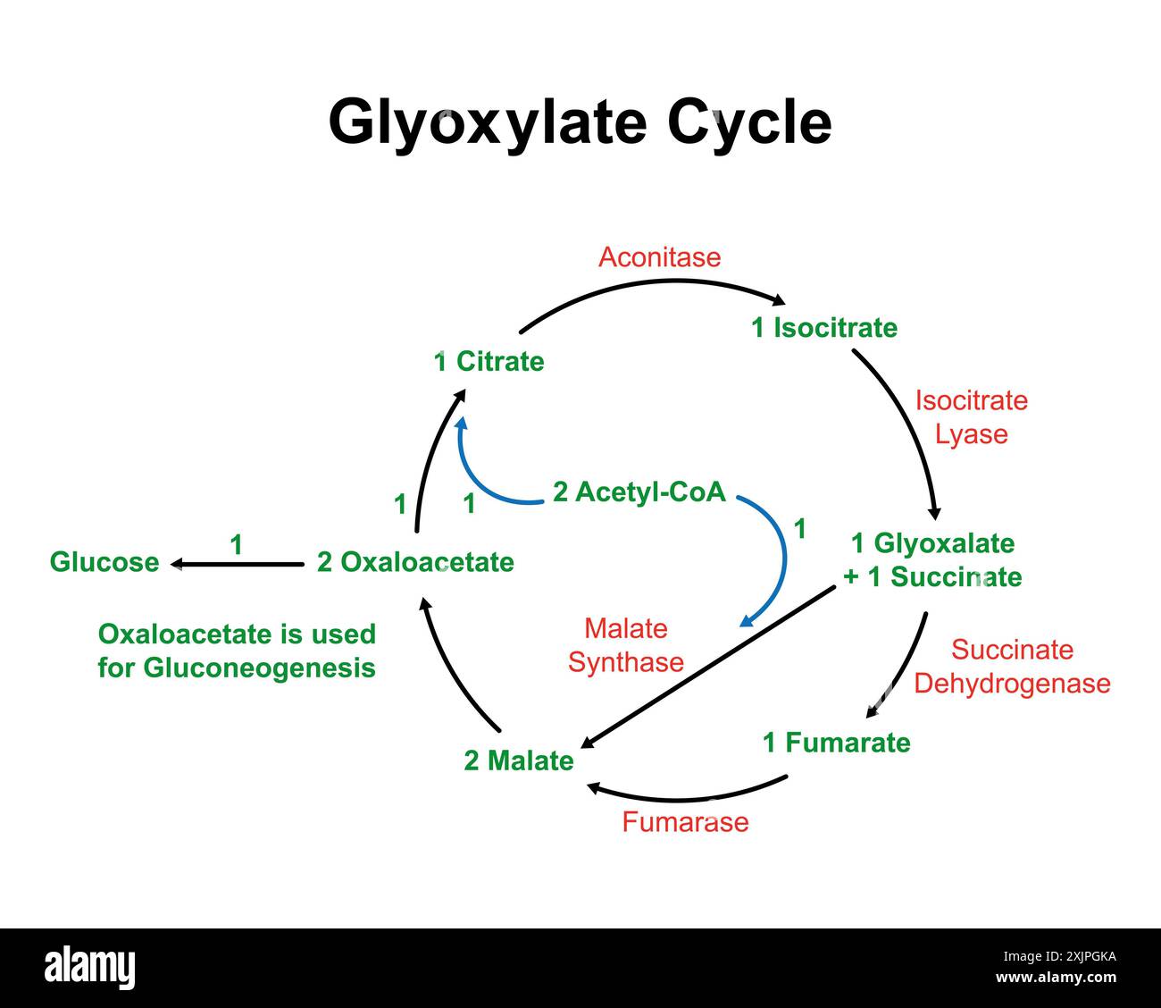 Gluconeogenesis hi-res stock photography and images - Alamy