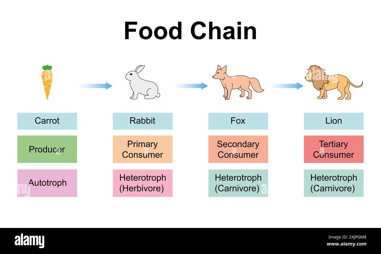 res stock photography and images Biology Diagrams