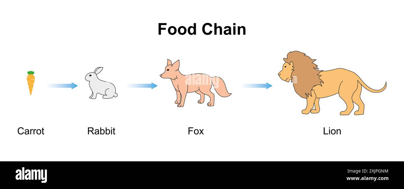 Food chain, illustration. Stock Photo