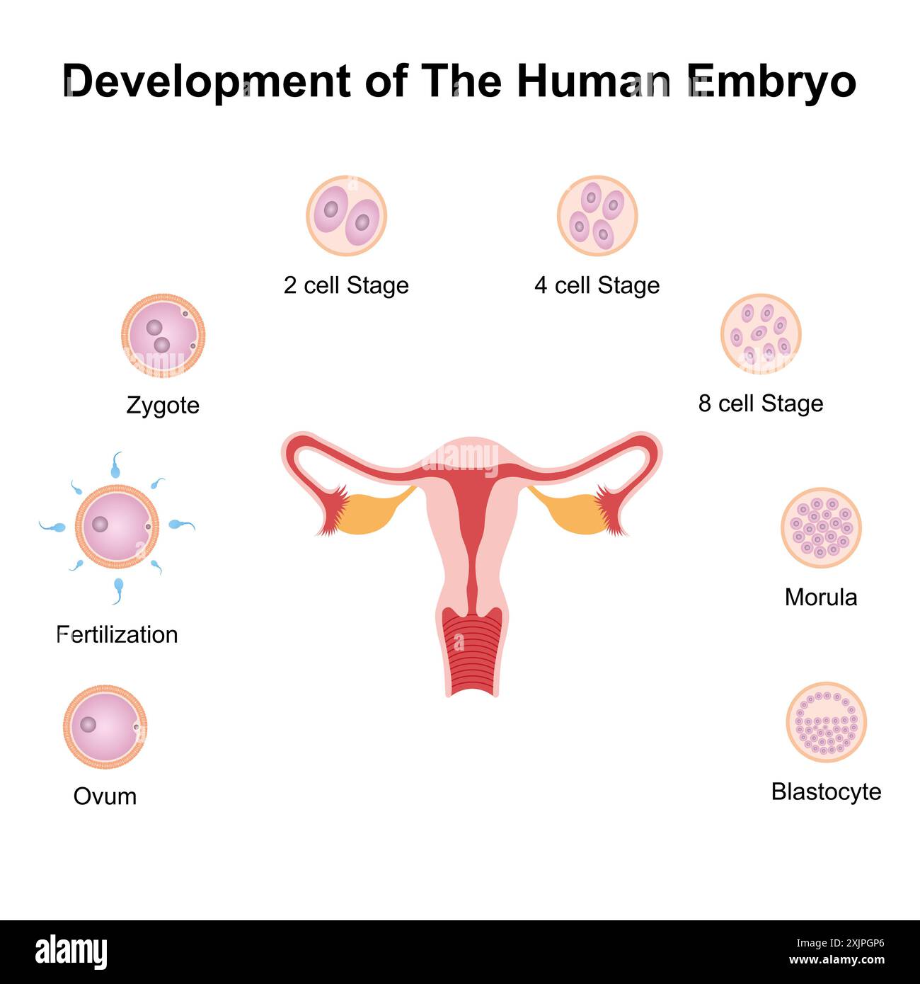 Embryo development, illustration. Stock Photo