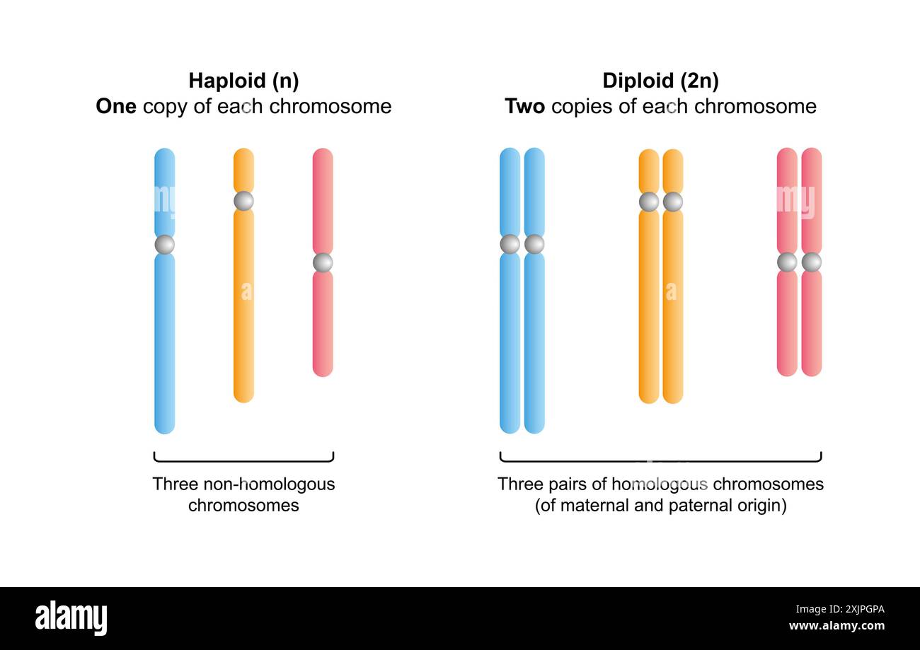 Haploid and diploid chromosomes, illustration Stock Photo Biology Diagrams