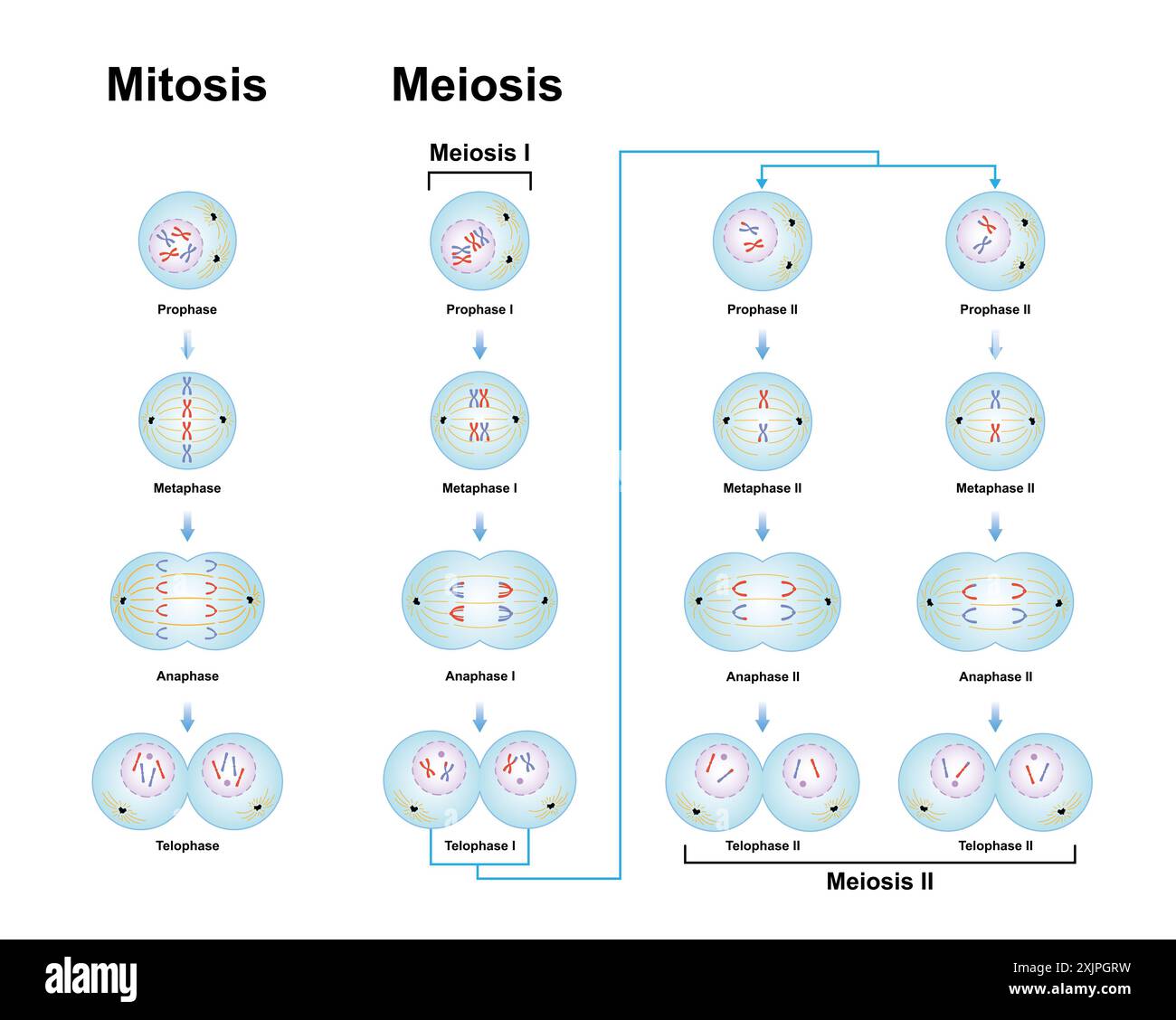 Mitosis phases in order
