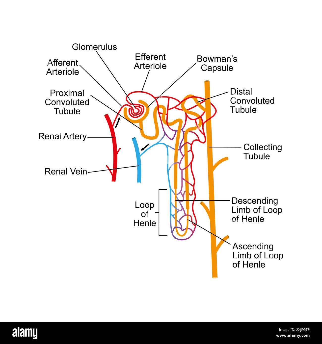 Nephron structure, illustration. Stock Photo