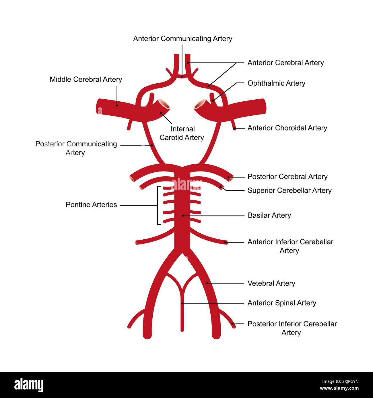Circle Of Willis Internal Carotid Artery