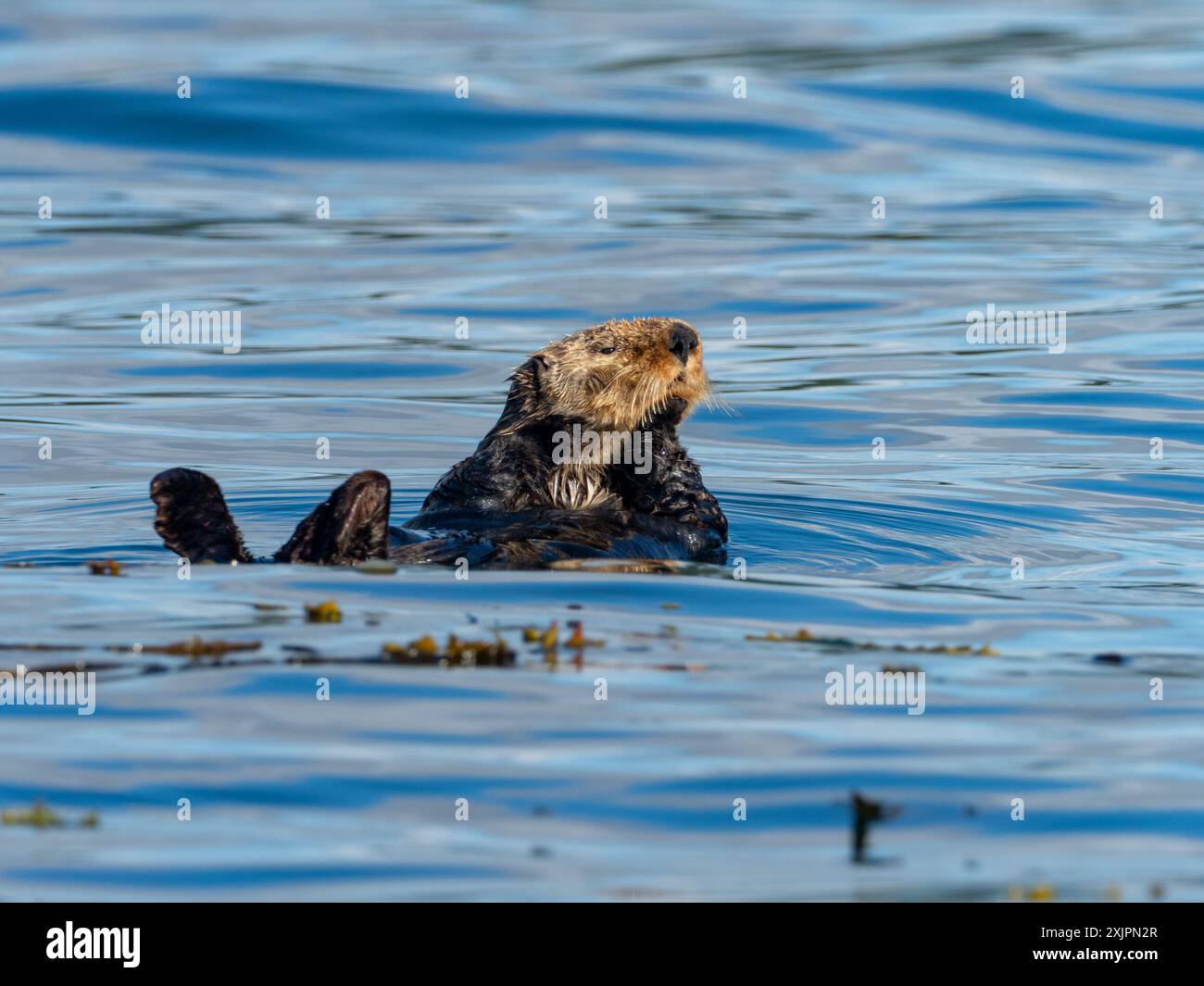 Sea otter, Enhydra lutris, a marine mammal in the kelp forest of Inside Passage, Southeast Alaska Stock Photo