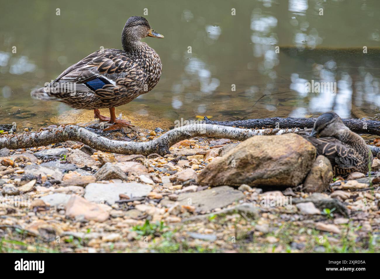 Mallards (Anas platyrhynchos) along the Nottely River and Butternut Creek at Meeks Park in Blairsville, Georgia. (USA) Stock Photo
