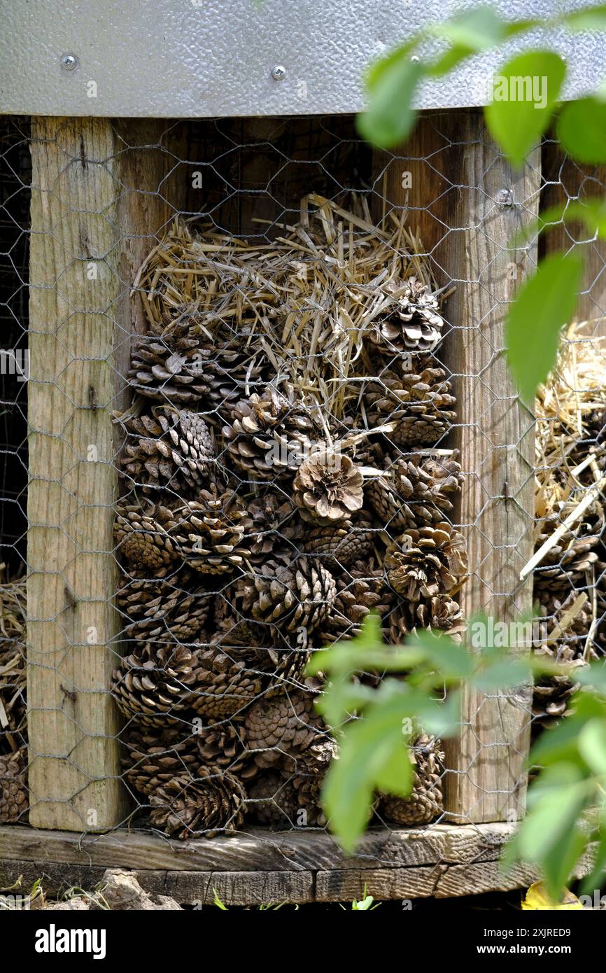 Small dried pine cones being used for an insect hotel Stock Photo