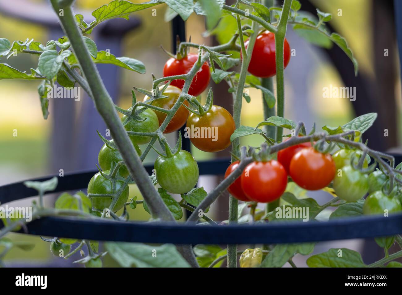 Stages of ripening of tomatoes hi-res stock photography and images - Alamy