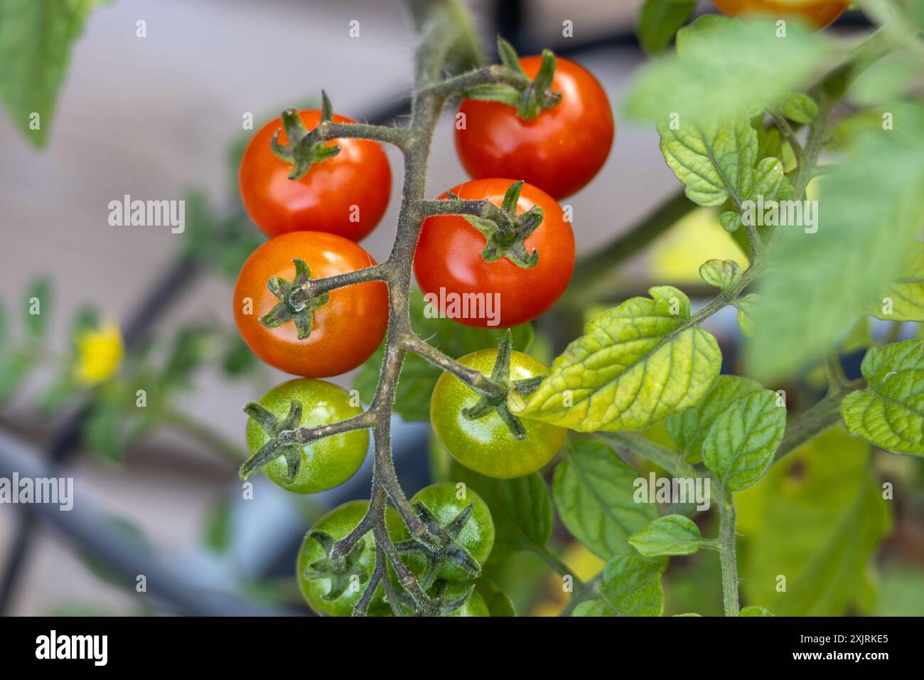 Full frame macro view of a potted cherry tomato plant with fruits in ...