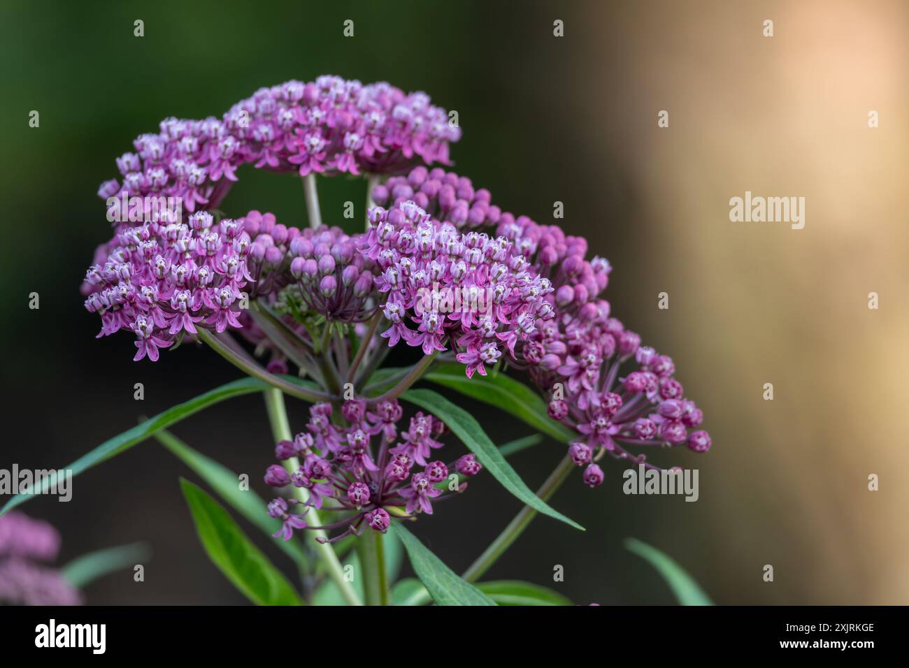 Full frame macro abstract texture background of blooming pink swamp milkweed (asclepias incarnata) flower blossoms in a butterfly garden Stock Photo