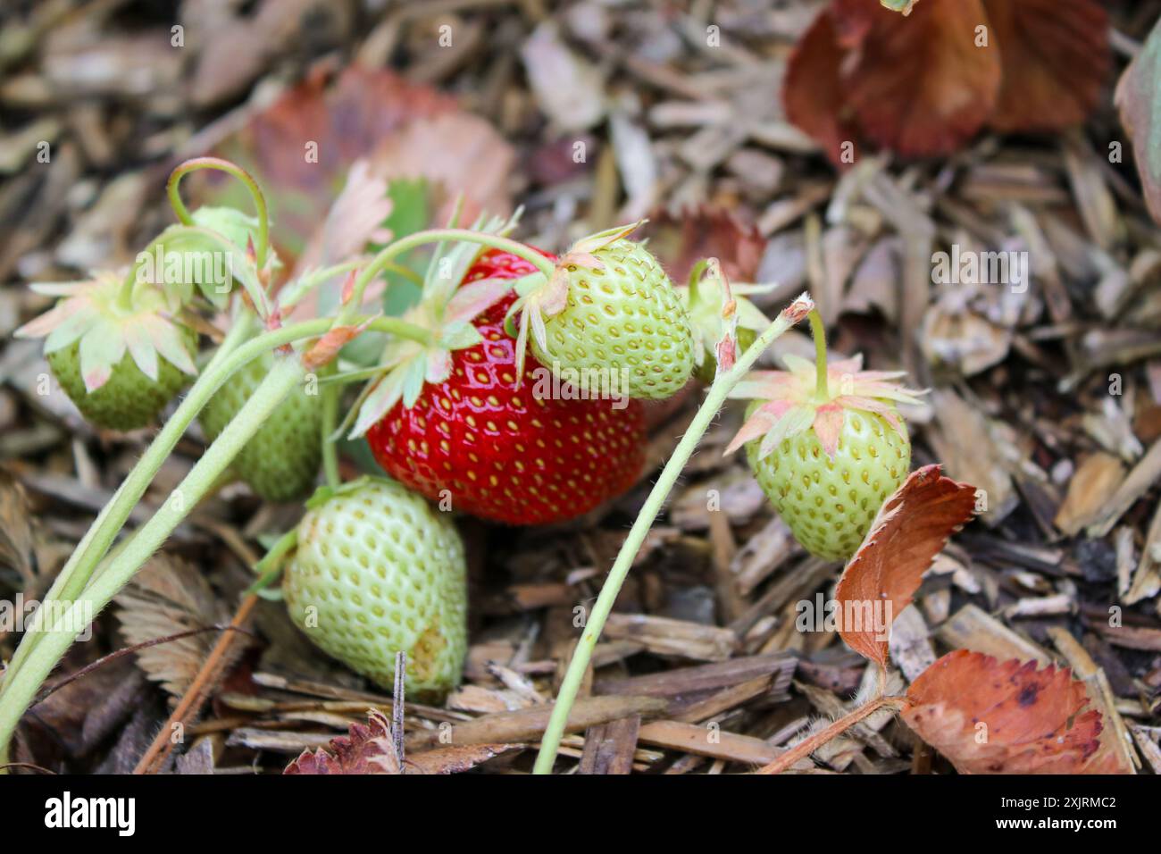 Red ripe strawberry growing hi-res stock photography and images - Alamy