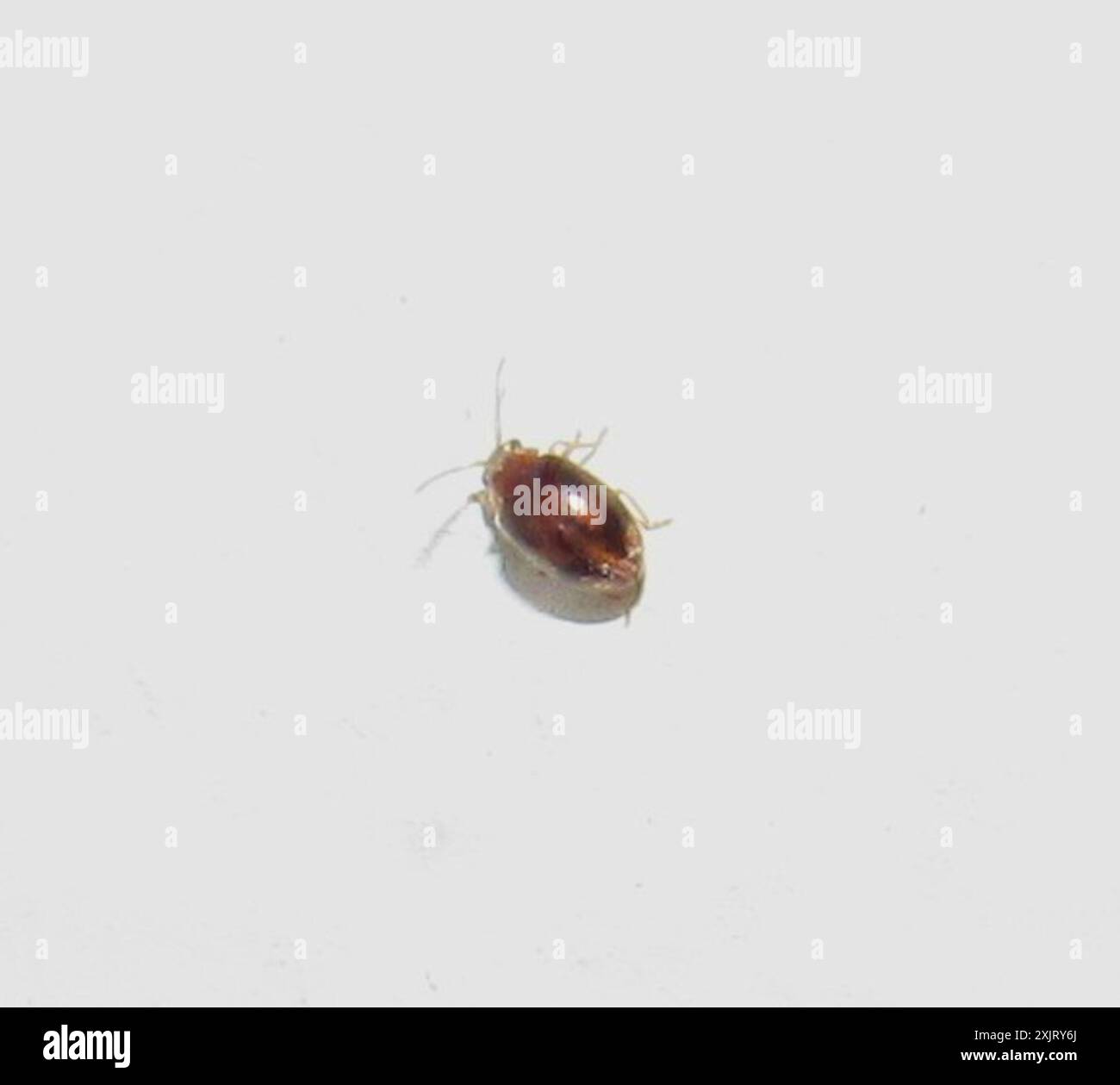 Marsh Beetles (Scirtidae) Insecta Stock Photo - Alamy