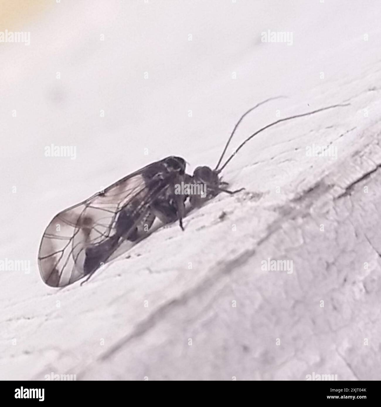 Barklice, Booklice, and Parasitic Lice (Psocodea) Insecta Stock Photo ...