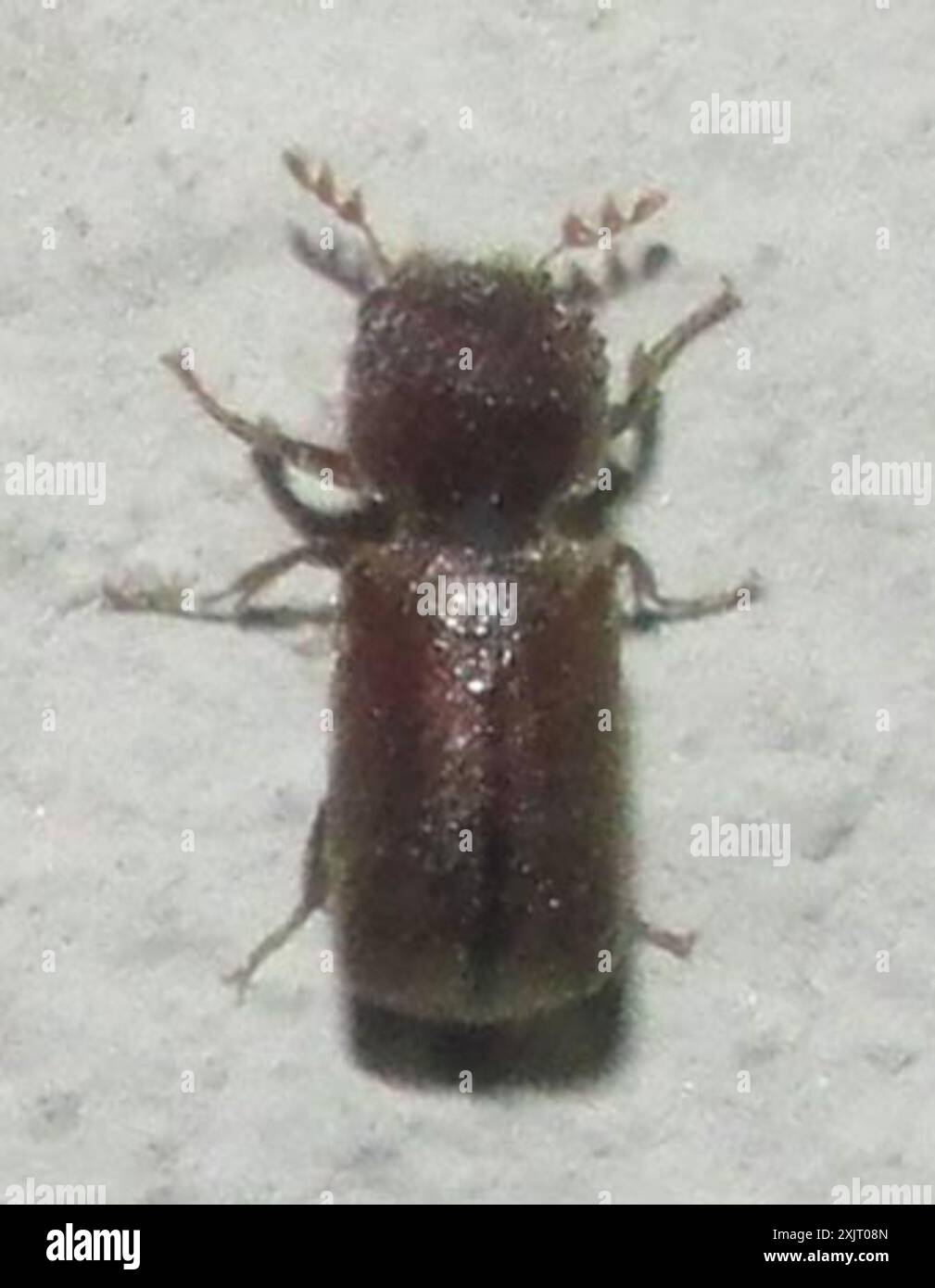Augenstein Insects Auger Beetles (Bostrichidae) Insecta Stock Photo - Alamy
