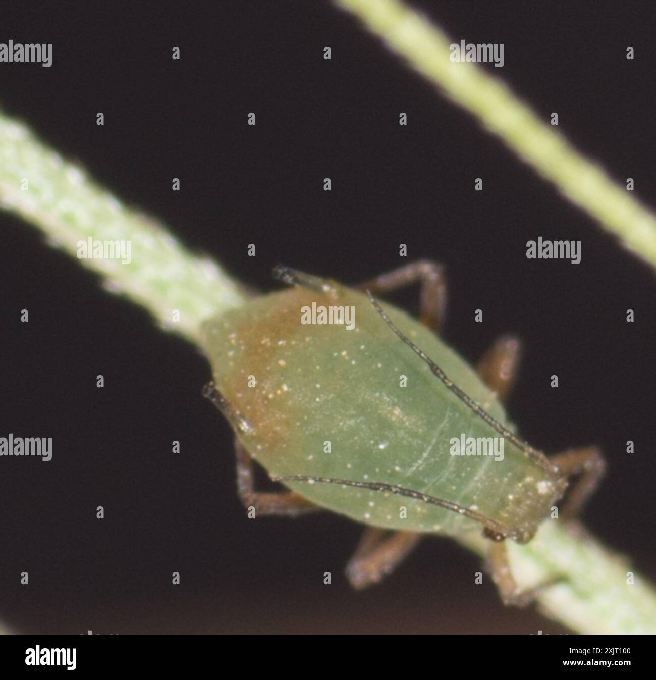 Bird cherry oat aphid hi-res stock photography and images - Alamy