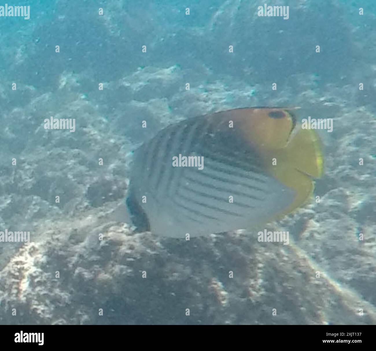 Threadfinbutterfly Fish Threadfin Butterflyfish (Chaetodon auriga) Actinopterygii Stock Photo ...