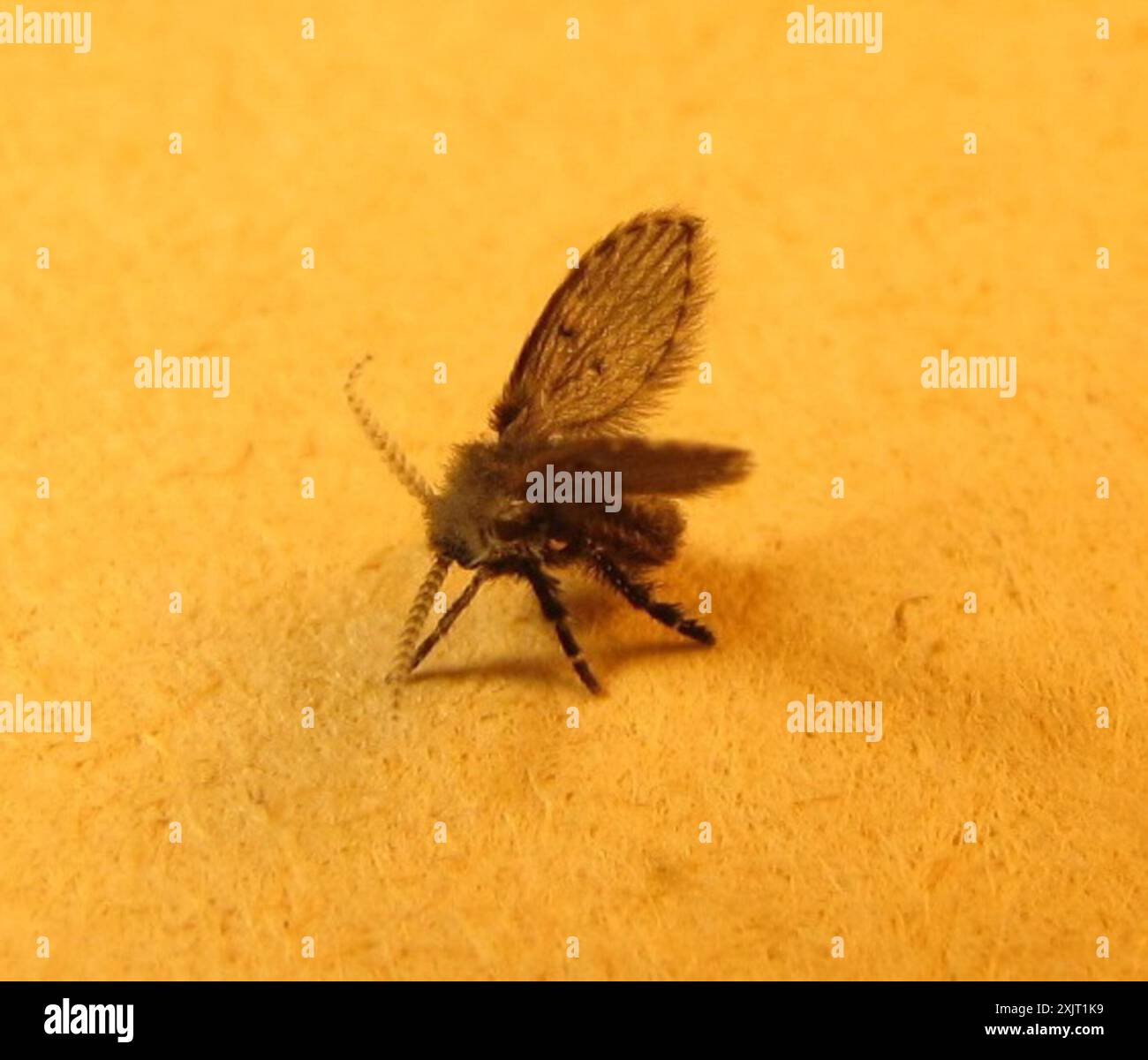 Bathroom Moth Fly (Clogmia albipunctata) Insecta Stock Photo - Alamy