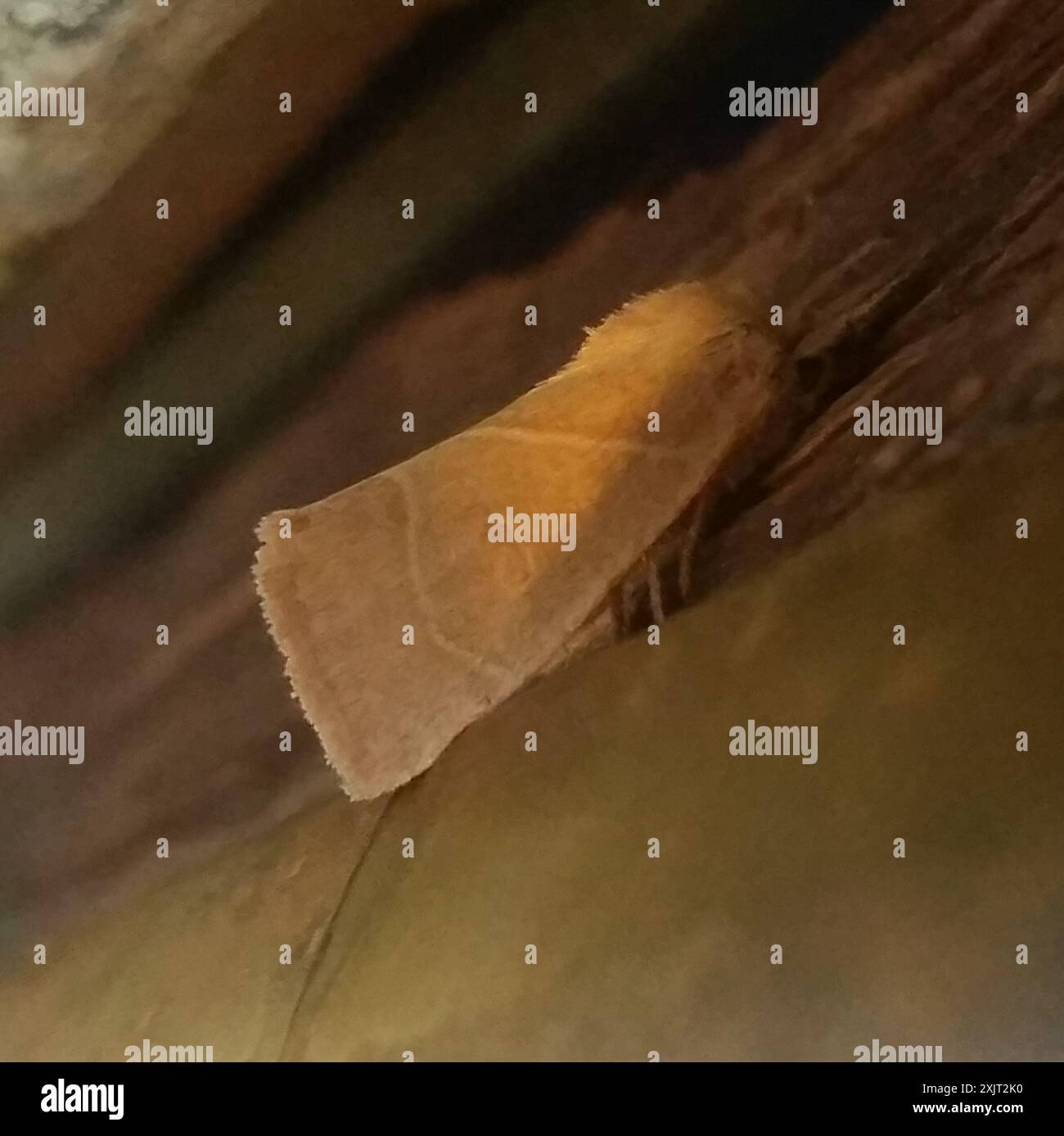 American Dun-bar Moth (Cosmia calami) Insecta Stock Photo - Alamy