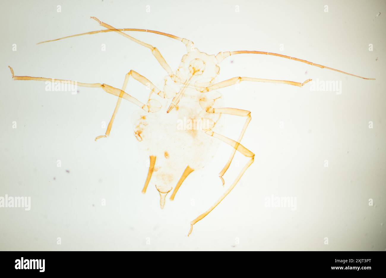 Coreopsidis hi-res stock photography and images - Alamy