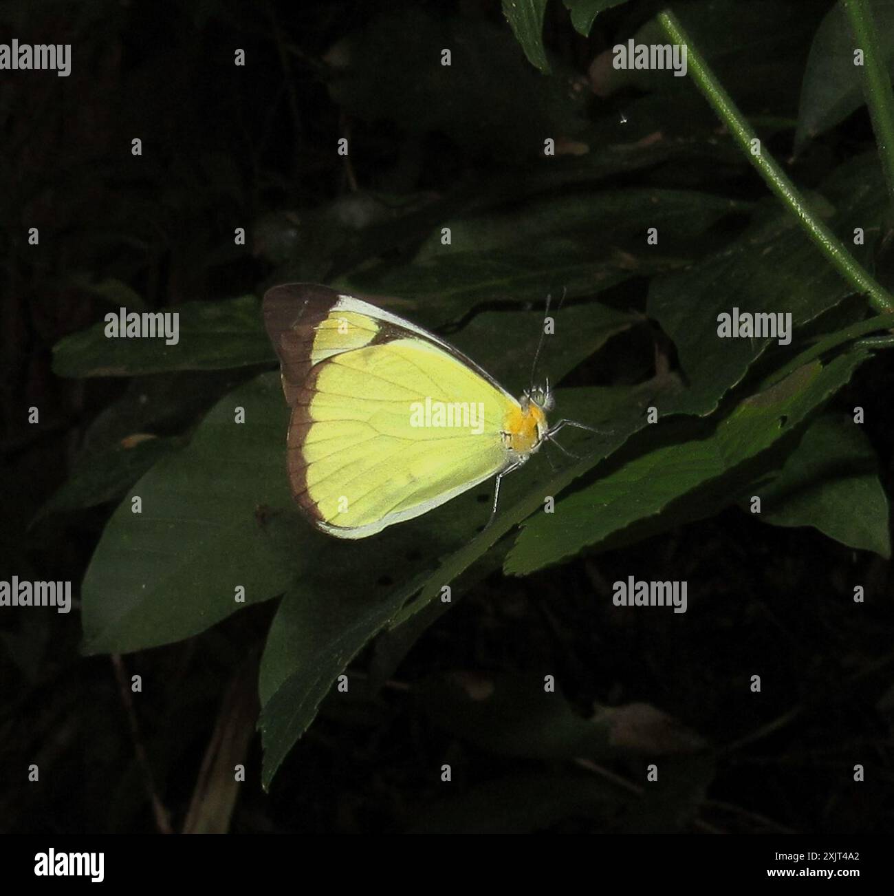 Common Melwhite (Melete lycimnia) Insecta Stock Photo - Alamy