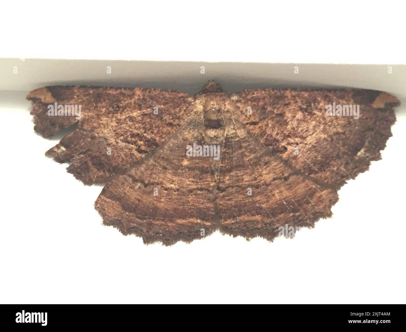 Brown evening moth (Gellonia dejectaria) Insecta Stock Photo - Alamy