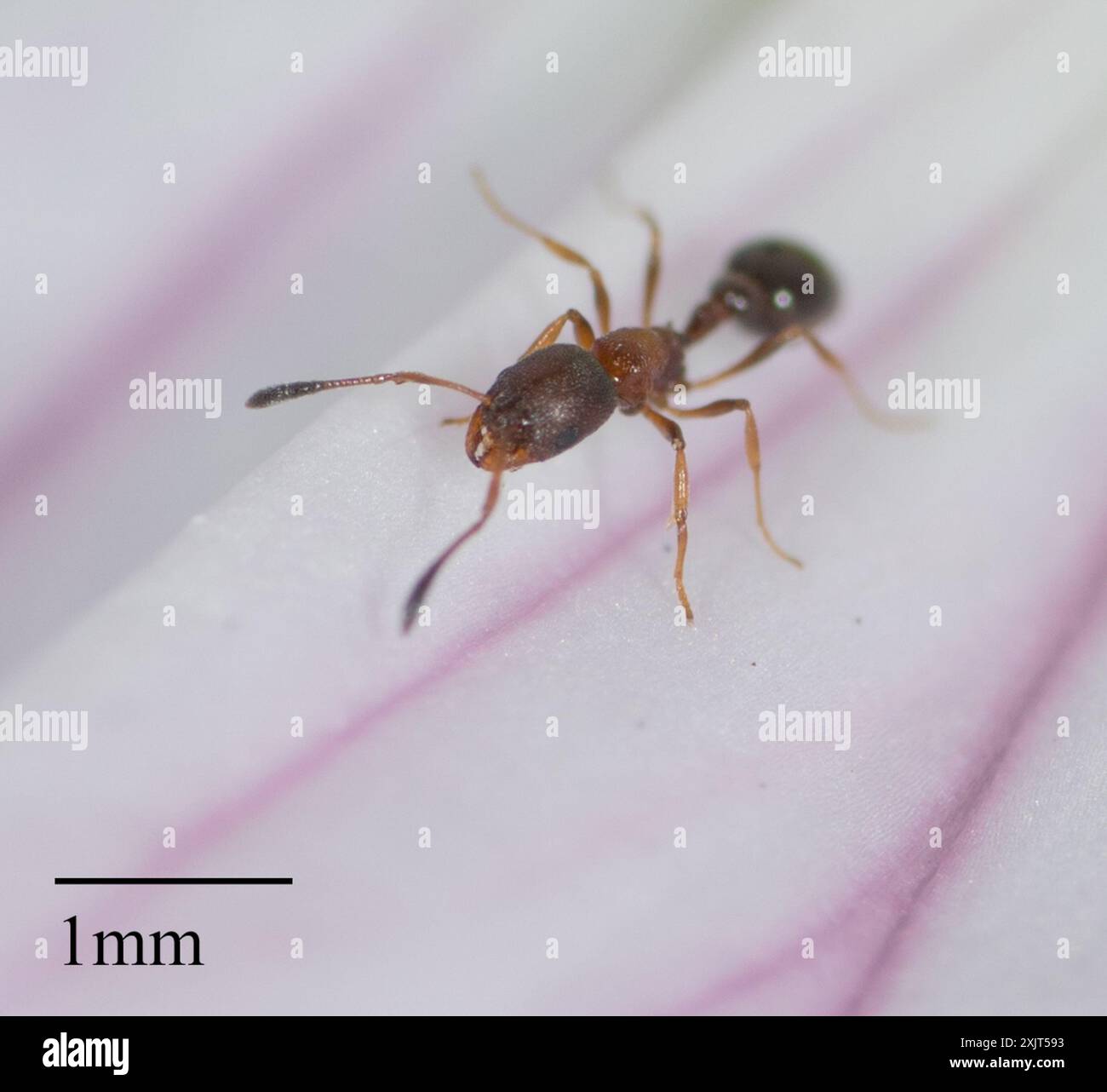 Moorish Sneaking Ant Cardiocondyla mauritanica Insecta Stock Photo Alamy