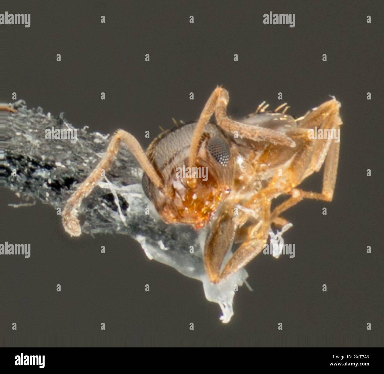 Dark Rover Ant Dark Rover Ant (Brachymyrmex patagonicus) Insecta Stock Photo - Alamy