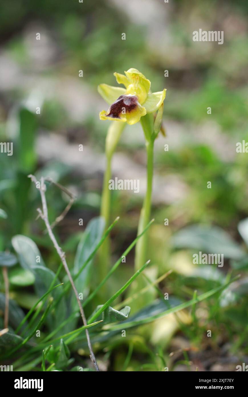 Galilean Yellow Bee-orchid (Ophrys lutea galilaea) Plantae Stock Photo