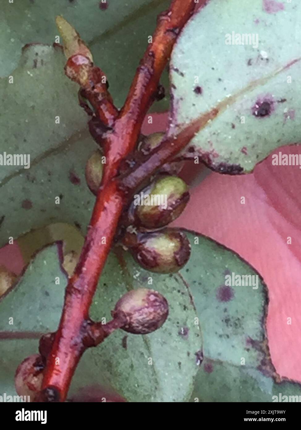 Māpou (Myrsine australis) Plantae Stock Photo - Alamy