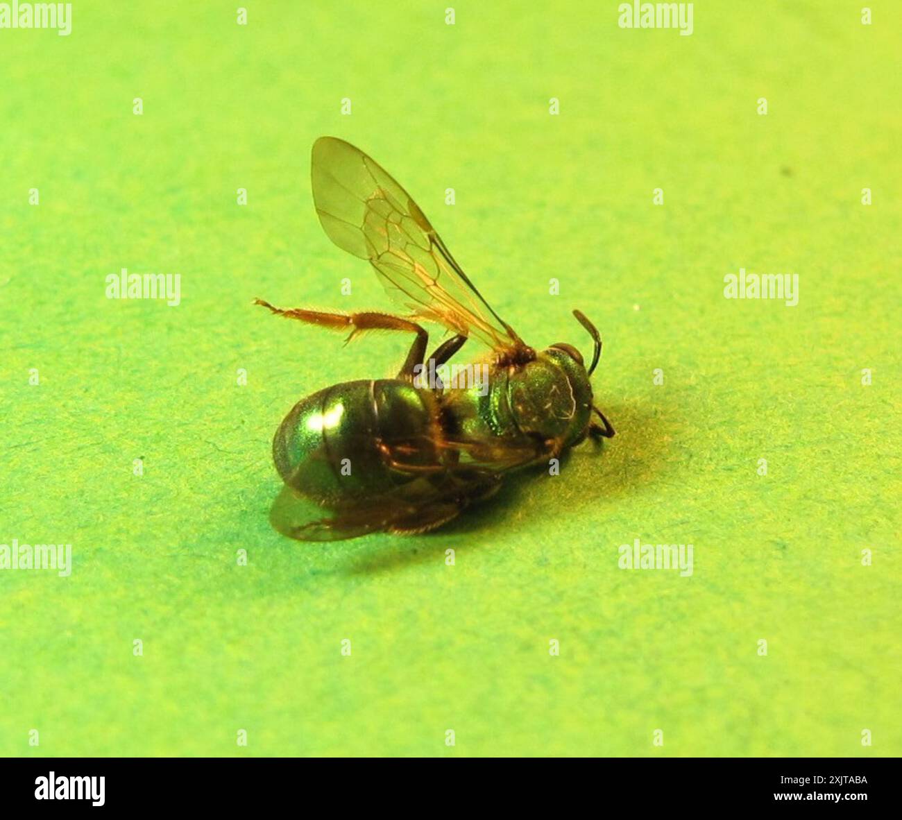 Pure Green Sweat bee (Augochlora pura) Insecta Stock Photo