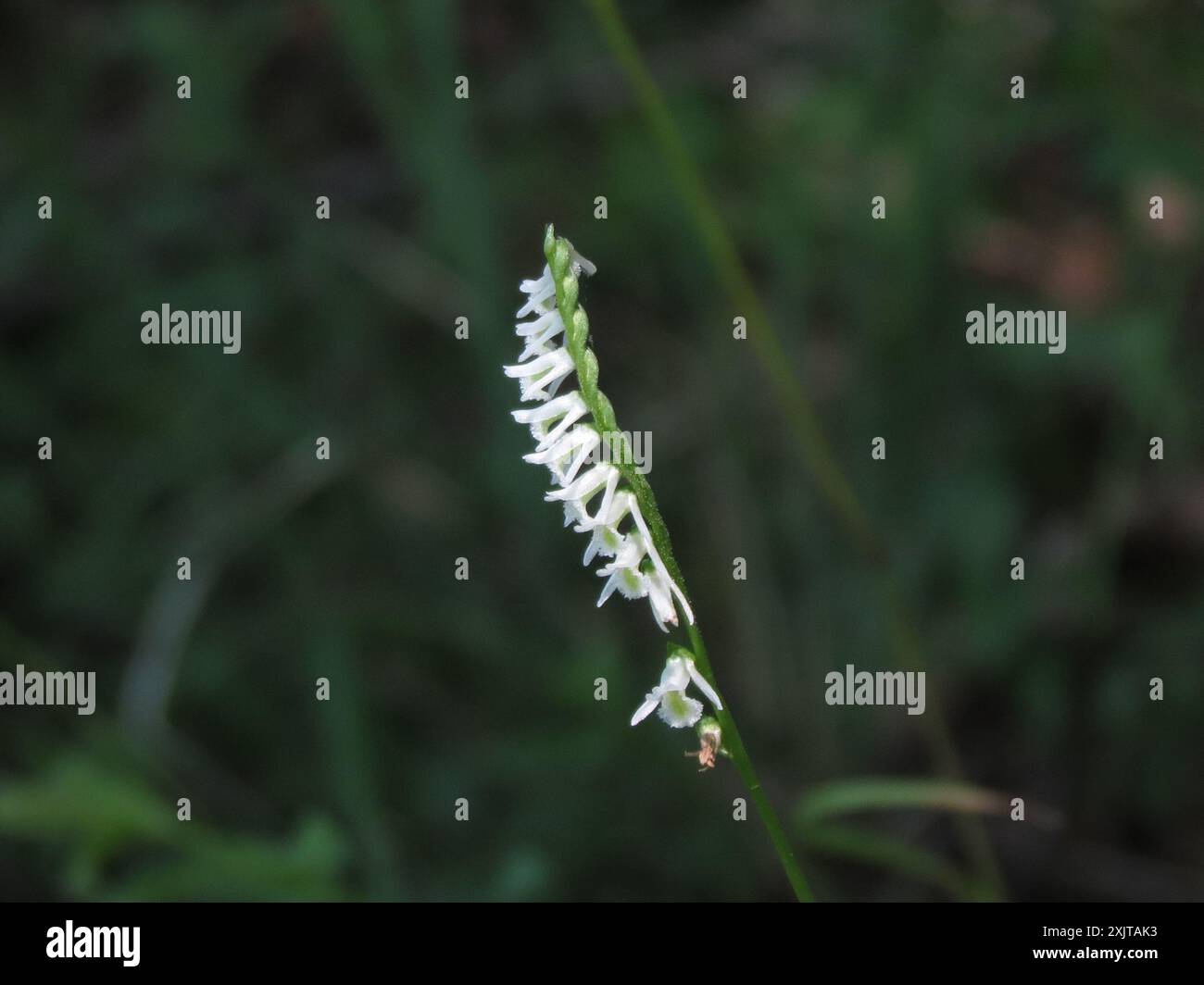 Northern Slender Ladies'-tresses (Spiranthes lacera lacera) Plantae ...