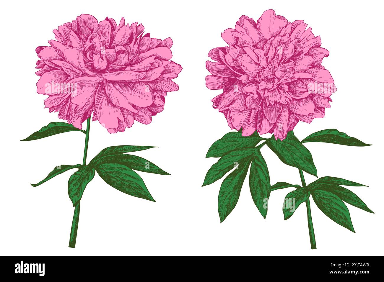 Vintage flower drawings hi-res stock photography and images - Alamy