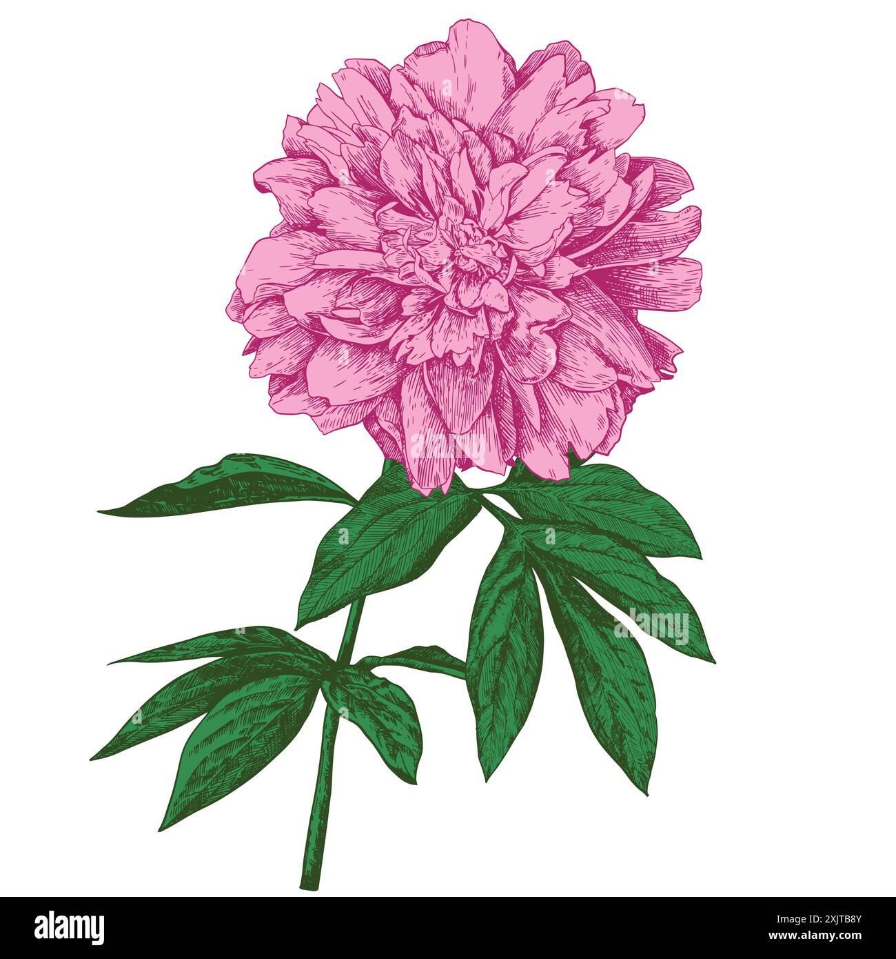 Vintage flower drawings hi-res stock photography and images - Alamy