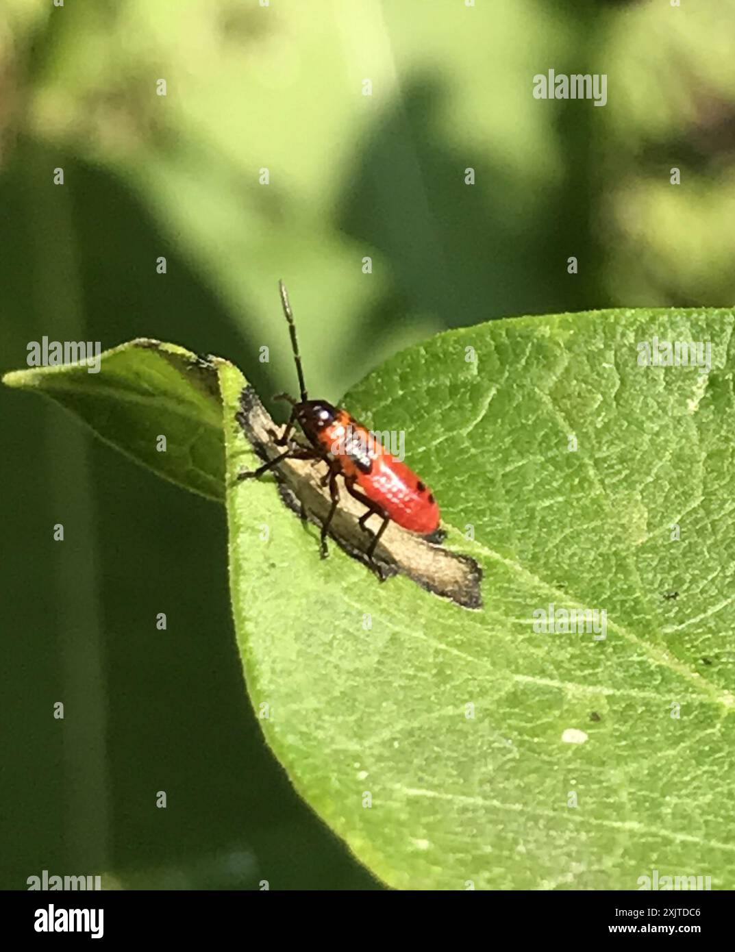 Large Milkweed Bug (Oncopeltus fasciatus) Insecta Stock Photo - Alamy