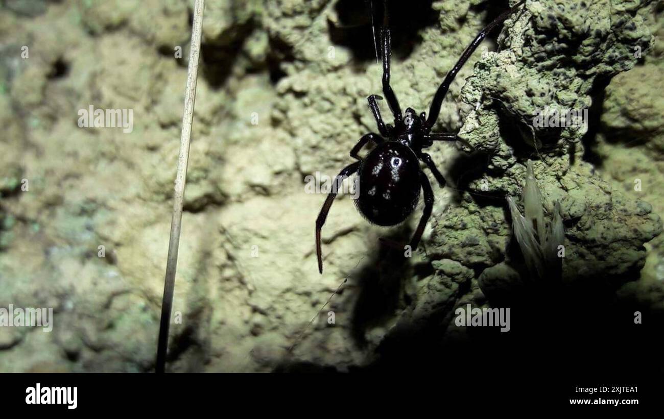 False Button Spider Steatoda capensis hi-res stock photography and images - Alamy