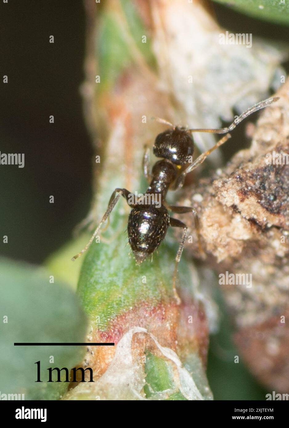 Dark Rover Ant Dark Rover Ant (Brachymyrmex patagonicus) Insecta Stock Photo - Alamy