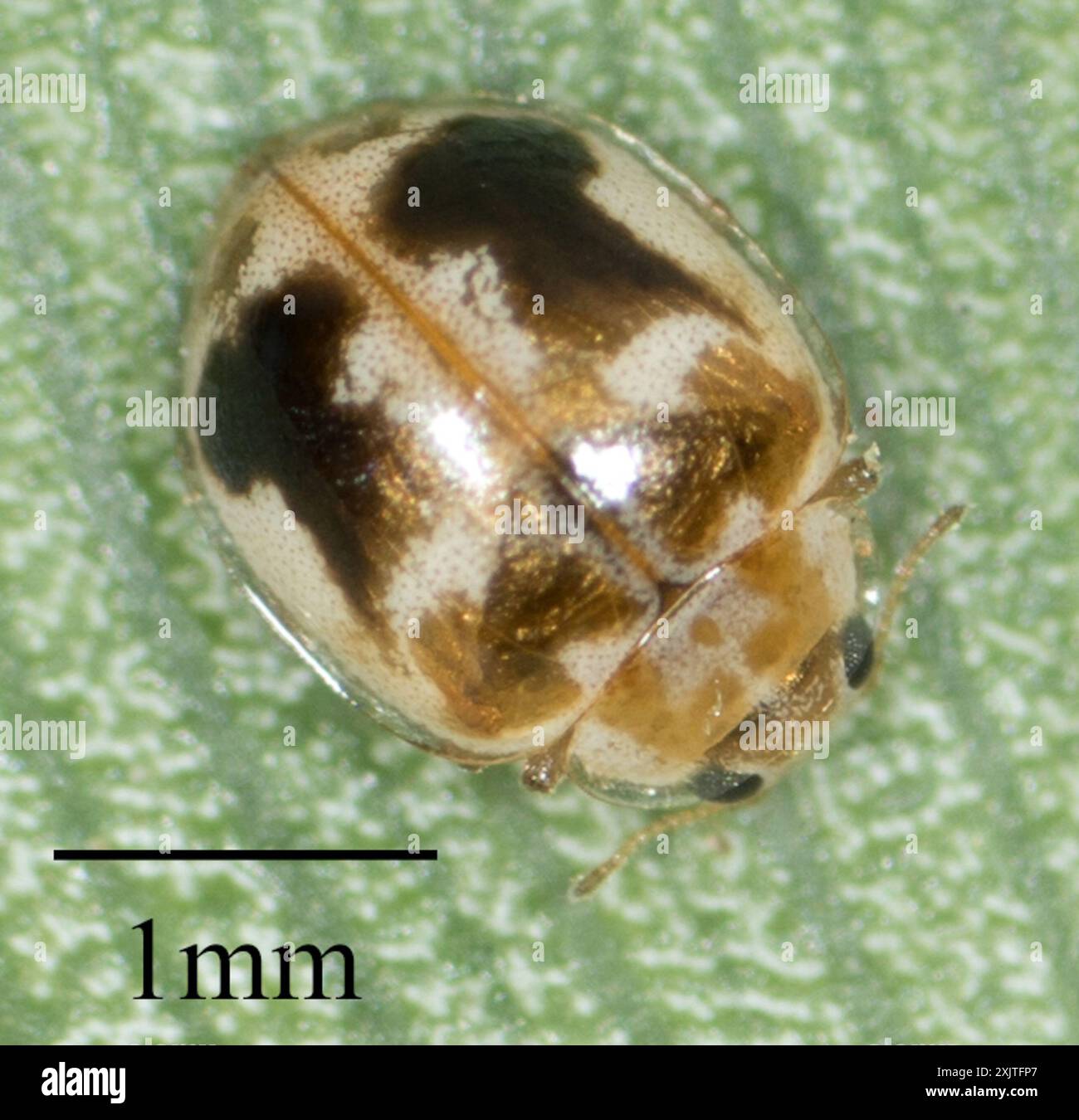 Kidney Insect Kidney-spotted Fairy Lady Beetle (Psyllobora renifer) Insecta Stock ...
