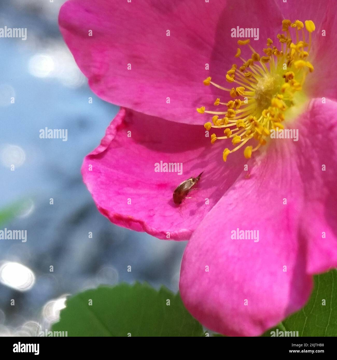 Tumbling Flower Beetles (Mordellidae) Insecta Stock Photo - Alamy