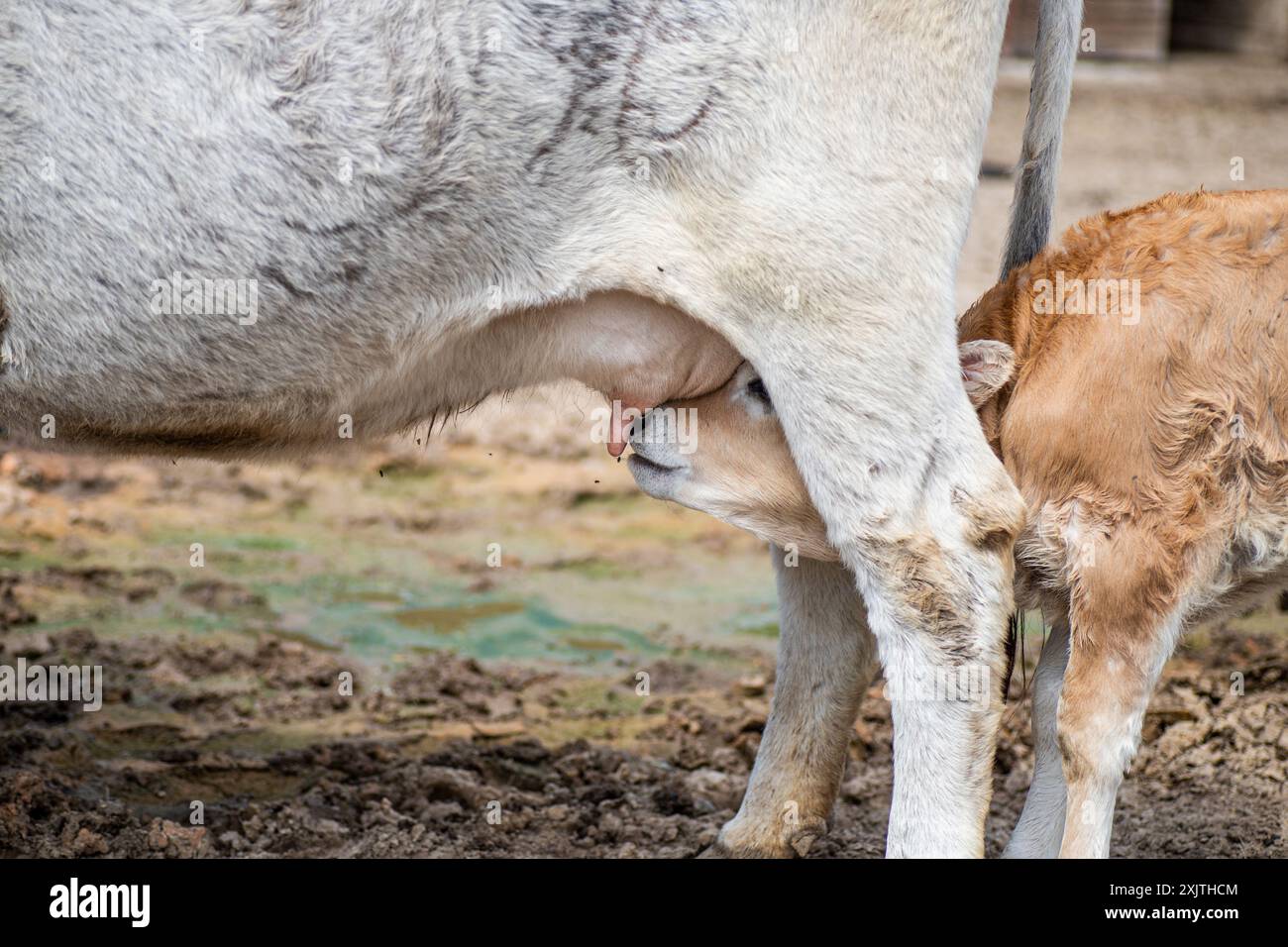 A white cow stands with its hind legs spread wide, allowing a brown