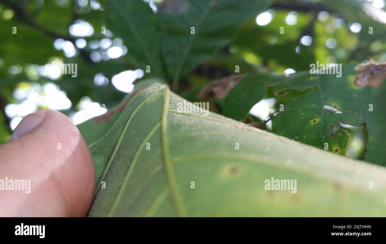swamp white oak (Quercus bicolor) Plantae Stock Photo - Alamy