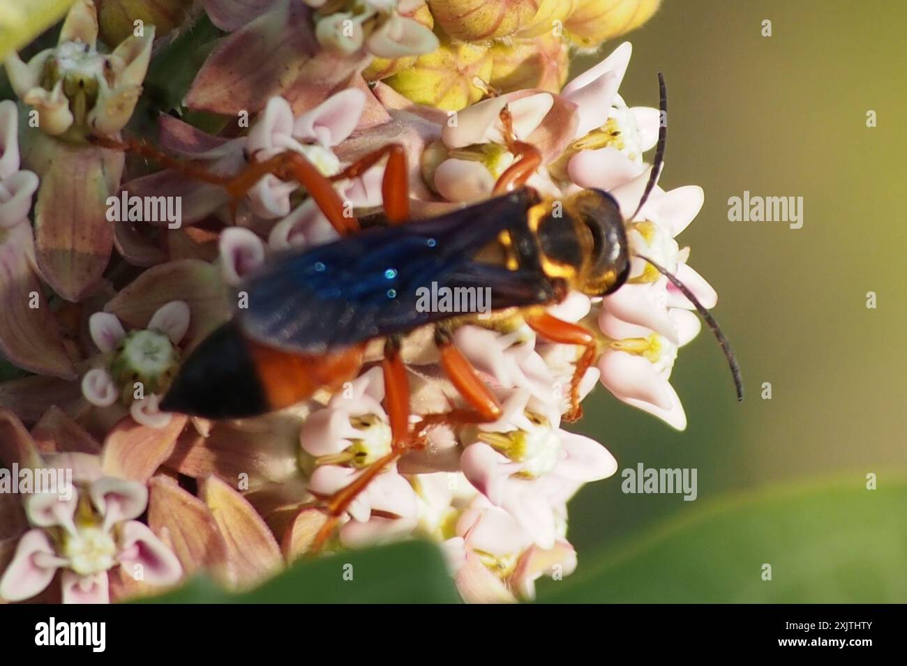 Great Golden Digger Wasp (Sphex ichneumoneus) Insecta Stock Photo - Alamy