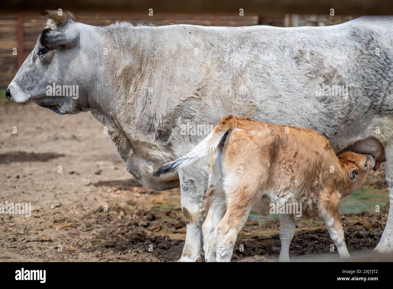 A gray cow nurses her light brown calf in an outdoor enclosure. The calf is suckling at the cow's udder, while the cow stands with her legs spread apa Stock Photo