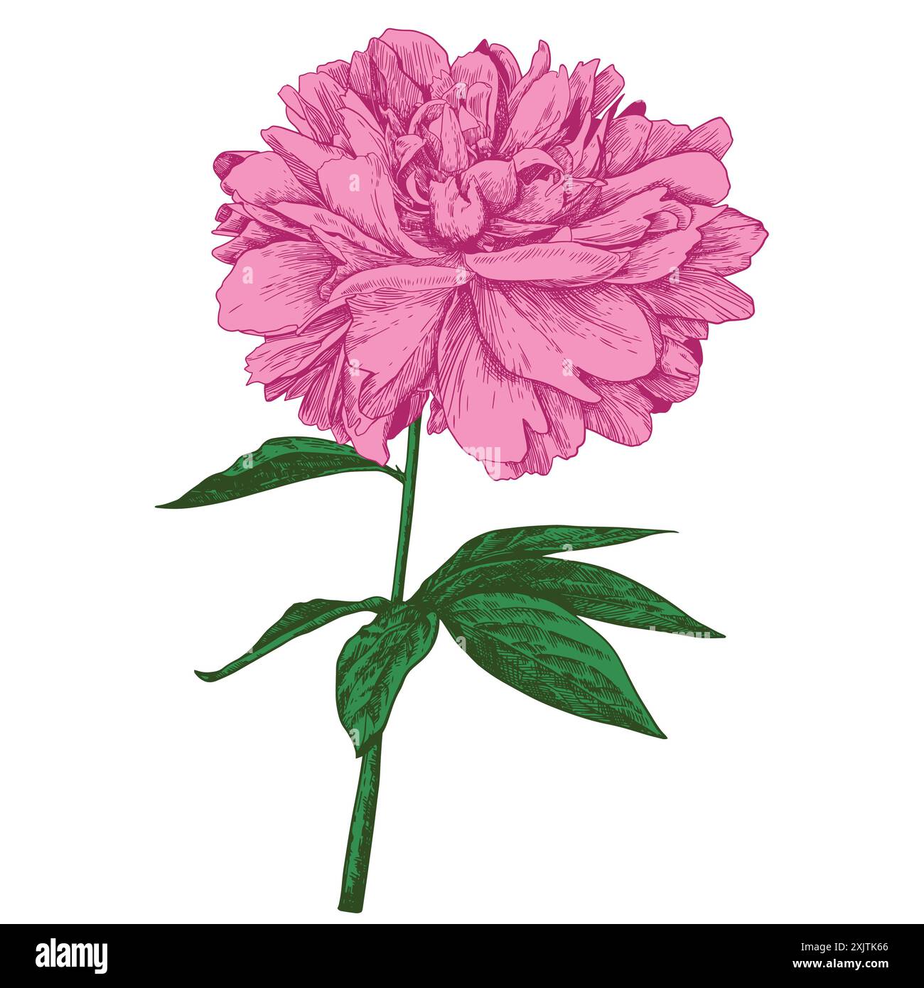 Vintage flower drawings hi-res stock photography and images - Alamy