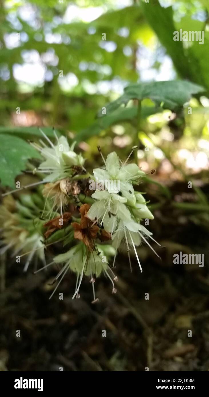 Hydrophyllum canadense hi-res stock photography and images - Alamy