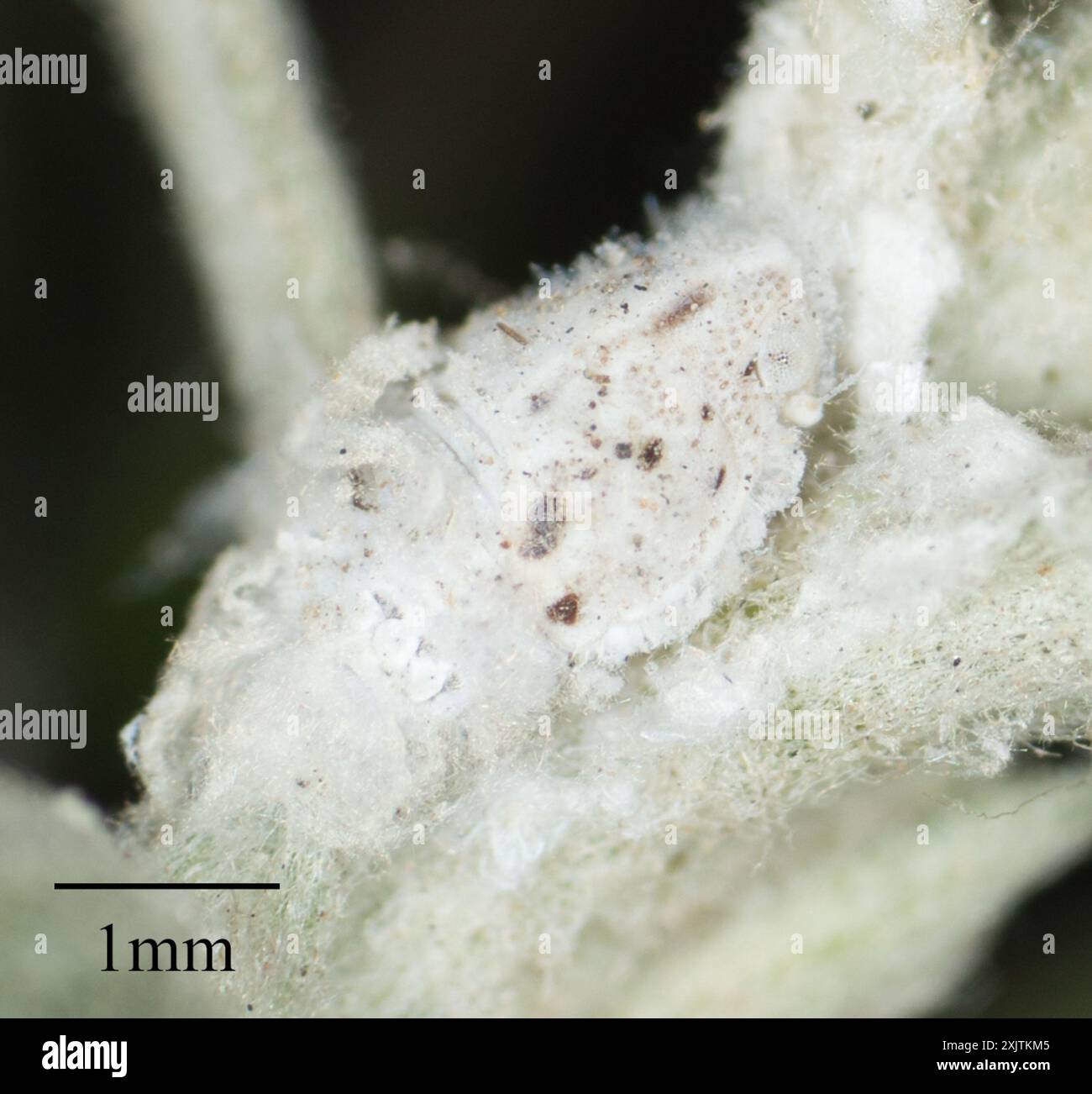 Torpedo Bug (Siphanta acuta) Insecta Stock Photo - Alamy