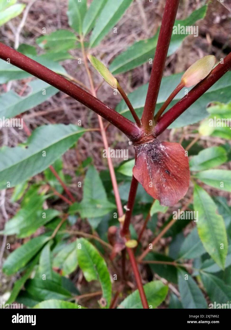 butterspoon tree (Cunonia capensis) Plantae Stock Photo - Alamy